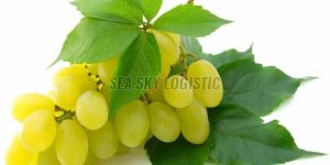 Seedless Green Grapes