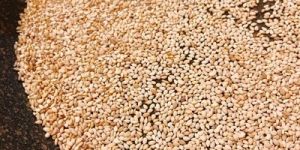Sesame Seed Meal