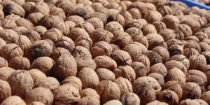 Walnuts