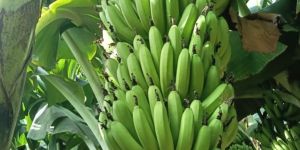 Fresh Cavendish Banana