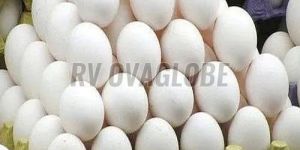 White Poultry Eggs