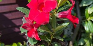 Mandevilla Flower Plants