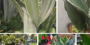 Sansevieria Plants