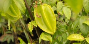 Star Fruit Plant