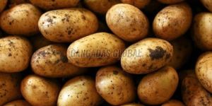 Fresh Brown Potato