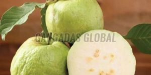Fresh Green Guava
