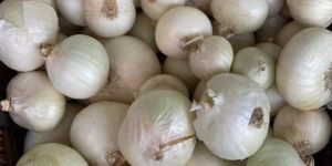 White Onion