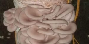 Fresh Oyster Mushroom