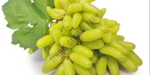 Sonaka Seedless Grapes