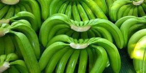 Fresh Green G9 Banana