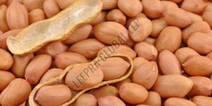 Bold Groundnut Seeds