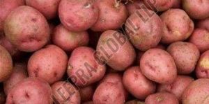 Fresh Lr Red Potato