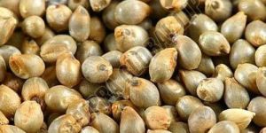 Pearl Millet Seeds