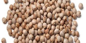 Pigeon Peas Seeds