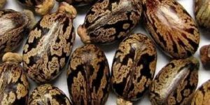 Castor Seeds