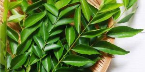 Fresh Curry Leaves