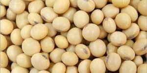 Soybean Seeds