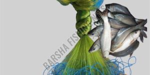 65mm Barsha Handmade 3 Finger Kathi Jaal Fishing Net