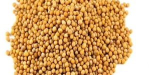 Yellow Mustard Seeds
