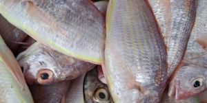 Fresh Sankara Fish