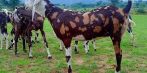 Gujari Goat