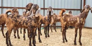 Sirohi Goat