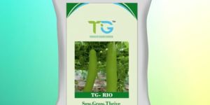 Hybrid Bottle Gourd Seeds TG-Rio