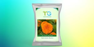 Hybrid Marigold Seeds TG-Veda Orange
