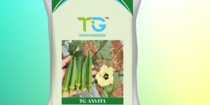 Hybrid Okra Seeds TG-Anvita