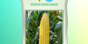Hybrid Sweet Corn Seeds TG-Golden Sweet