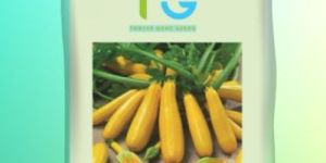 Hybrid Zucchini Seeds TG-Eurasia