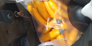 Vegetable Yellow Zucchini