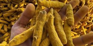 Curcuma Longa Turmeric Finger