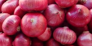Fresh Red Onion