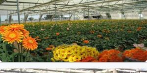 Horticulture Green Polyhouse