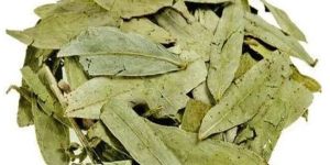 Senna Leaves