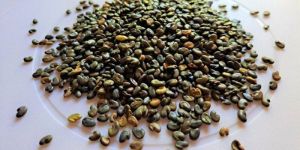 Sunn Hemp Seeds