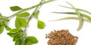 Fenugreek Seeds