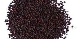 Mustard Seeds