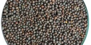 Black Mustard Seeds