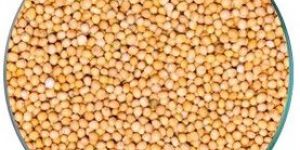Yellow Mustard Seeds