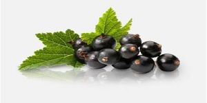 Blackcurrant