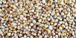 Pearl Millet