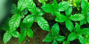 Coffee Plants