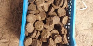 Dry Cow Dung Cake