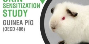 Skin Sensitization Study Service