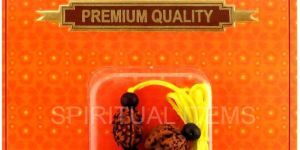 Vidhya Bandh Rudraksha