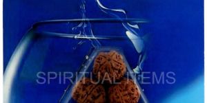 Water Therapy Rudraksha