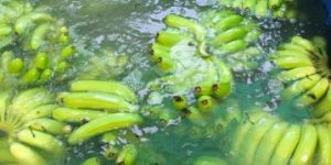 a Grade G9 Green Banana