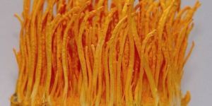 Cordyceps Militaris Mushroom